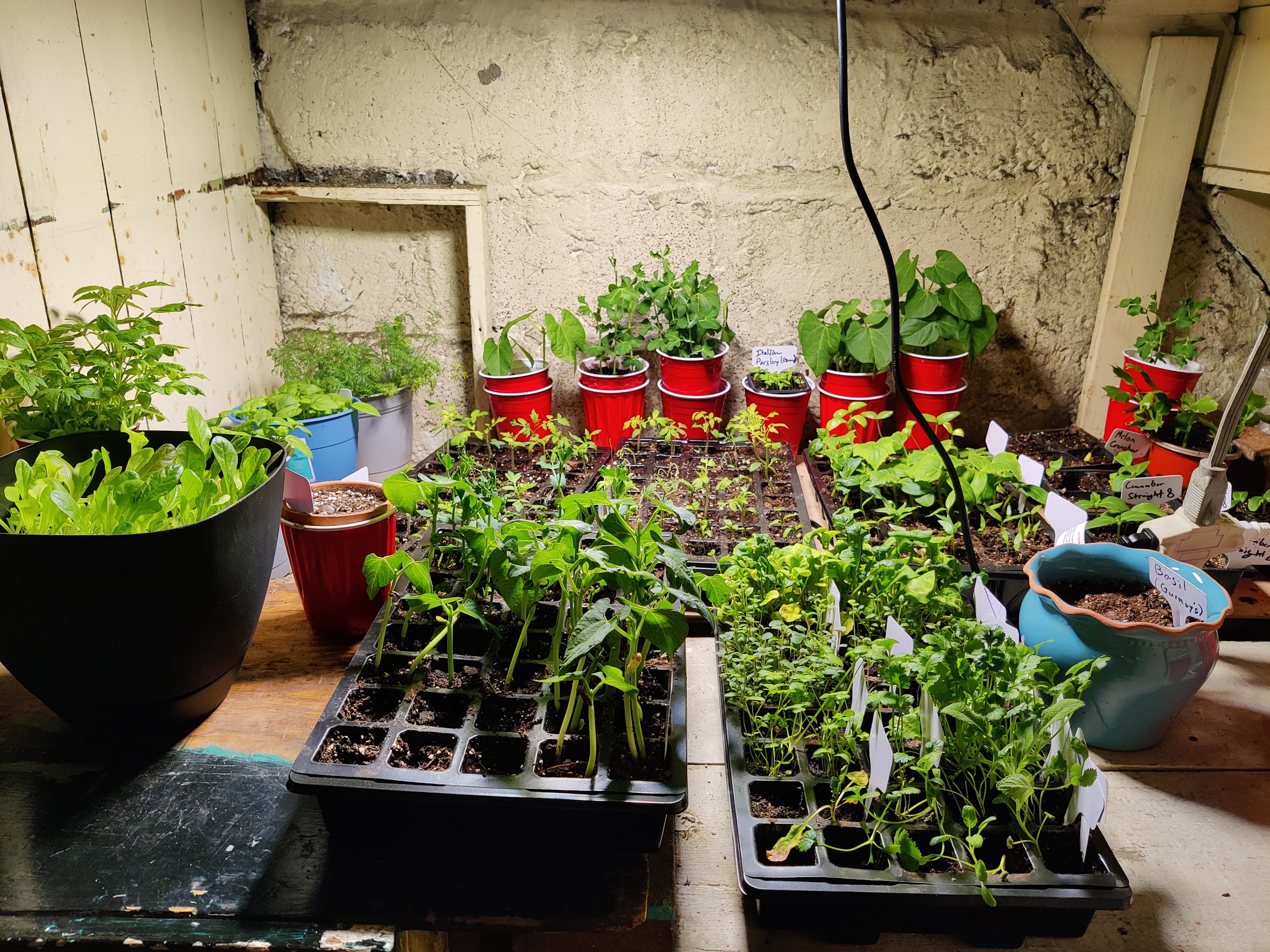 Picture of various vegetable seedlings including tomatoes, peppers, beans, and cucumbers under a grow light indoors